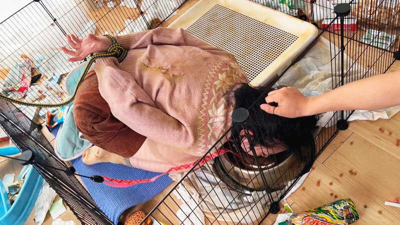 虐○・売春どっぐ 少女は犬。エサは性暴○。 市井結夏-3