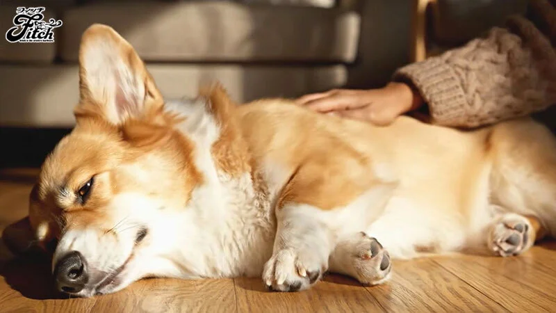 犬目線で美人主人とSEX！私は夫に内緒で従順なペットを飼っています-寂しい巨乳若妻のナマ交尾と飼育愛- 菊乃らん-1